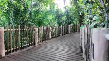 Canlı yeşilliklerle çevrili, dingin, ahşap bir patika boyunca yürü..