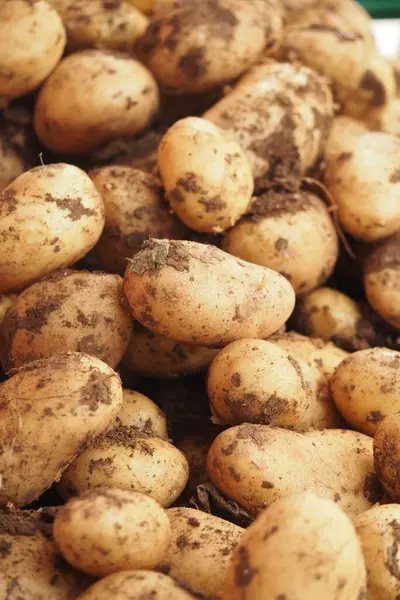 Toprakla kaplı yeni kazılmış bir patates yığını alıcıları bekliyor..