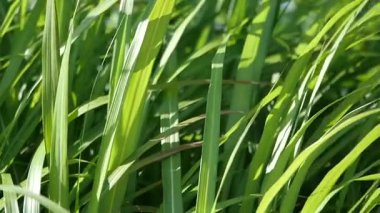 Güneş ışığı, rüzgarda hafifçe hareket eden yeşil bıçakların arasından süzülür..