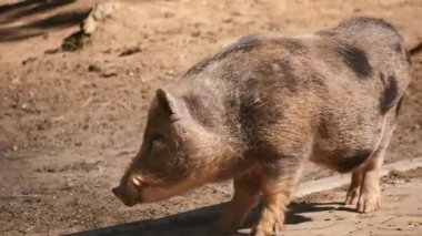 Bir yaban domuzu doğal ortamında özgürce dolaşır ve davranışlarını gösterir..