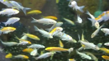 Birçok canlı balık büyük bir akvaryum ortamında yüzer ve etkileşir..