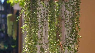 Yeşil sarmaşıklar güneşli bir balkondaki saksılardan dökülüyor..