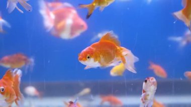 Japon balıkları su ve bitkilerle dolu bir akvaryumda zarifçe yüzerler..