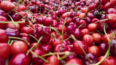 Kiraz toplama, canlı bir taze meyve koleksiyonu gösteriyor..