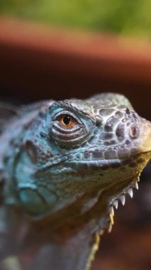 Bir iguana bir dalda dinlenirken canlı renkler gösterir.