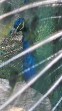 Bir tavus kuşu gururla renkli tüylerini yemyeşil bir bahçede gösterir..