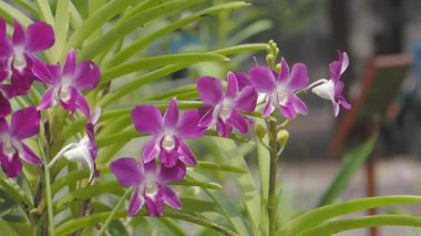 Renkli bir bahçe ortamında göz kamaştırıcı pembe orkideler..
