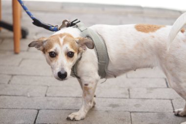 Açık renk ceketli ve belirgin işaretleri olan küçük bir köpek taş bir yolda duruyor..