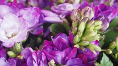 Close-up of vibrant purple flowers blooming in nature.
