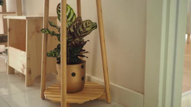 A stylish indoor plant is placed on a wooden stand in a cozy room.