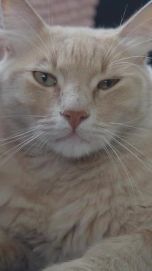 A fluffy cat lounges comfortably at home, enjoying a peaceful moment.