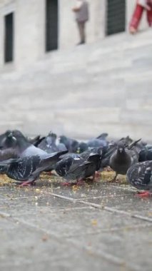 People feed pigeons scattered on the ground in a busy square.