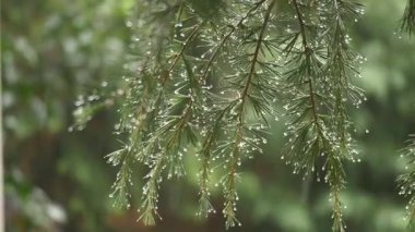 Yağmur damlacıkları çam dallarında dinlenirken doğal güzellik yakalanır..