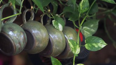 Sıcak bir yerde, yemyeşil sarmaşıklarla çevrili, kancalardan sarkan kupalar..