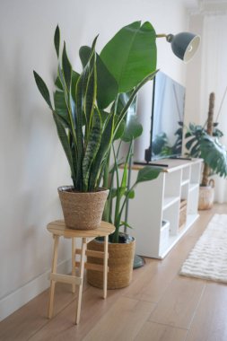 Şık saksılarda uzun yeşil bitkiler parlak bir oturma odasını süslüyor..