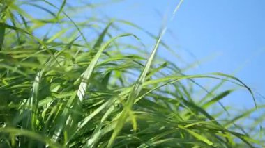 Parlak yeşil çimenler mavi gökyüzünün altında rüzgarda yavaşça hareket eder..