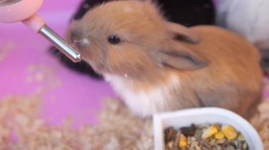 Küçük bir tavşanın sıcak evinde bir şişeden su içişini izle..