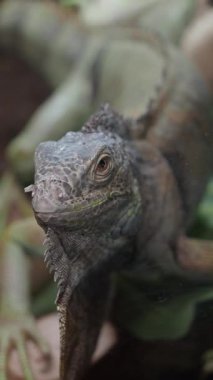 Bir kertenkelenin doğal ortamındaki karmaşık detaylarına dikkat edin..