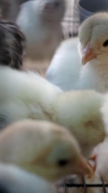 Piliçler samanla dolu sıcak bir çiftlik ortamında usulca geziniyor..