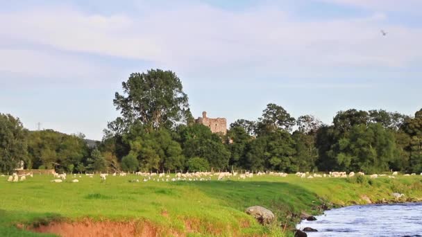 View River Eamont Cumbria Northern England Brougham Castle Can Seen — Video Stock