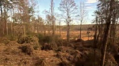 The Approach to Tallapoosa.  The view from a train as it passes through woodland on the approach to Tallapoosa in Georgia, America.