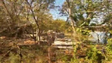 The Approach to Pell City.  The view from a train as it passes through woodland on the approach to Pell City in Alabama, America.