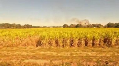 Louisiana Çiftliği. Trenin Louisiana 'daki tarım arazisinden geçişi. Tren çeşitli tarlalardan geçiyor şeker kamışı yetiştiriyor..