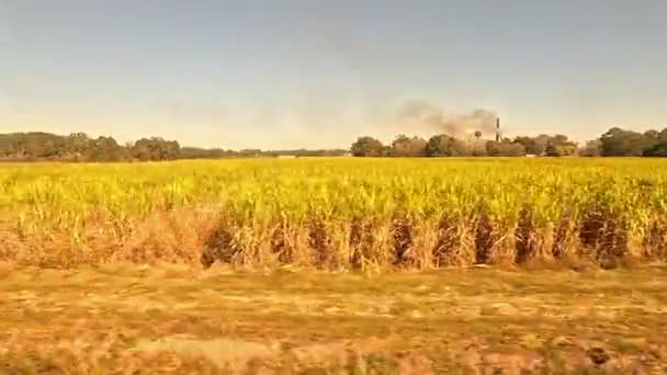 路易斯安那州农场 火车穿过路易斯安那州农田时看到的景象 火车驶过了许多种甘蔗的田地 — 图库视频影像