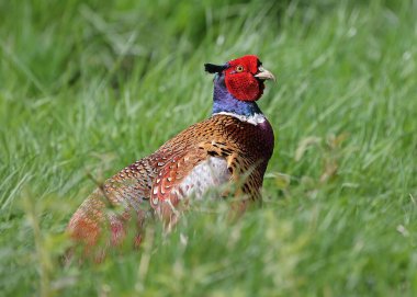 Sülün (Phasianus colchicus). Kuzey İngiltere 'de yetişkin bir erkek sülünün yakın plan görüntüsü..