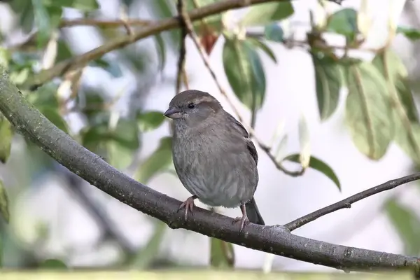House Sparrow Passer Domesticus Detailní Záběr Dospělého Vrabce Sedícího Zahradním Stock Snímky