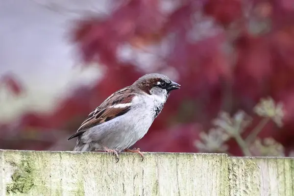 House Sparrow Passer Domesticus Uma Imagem Perto Pardal Casa Masculino Imagens De Bancos De Imagens Sem Royalties