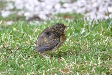 Bebek Wren (Troglodit 'ler). Kuzey İngiltere 'de henüz uçamayan bir kırlangıcın yakın plan görüntüsü..