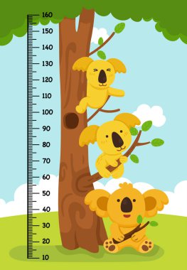 Koala ayı illüstrasyonlu metre duvarı