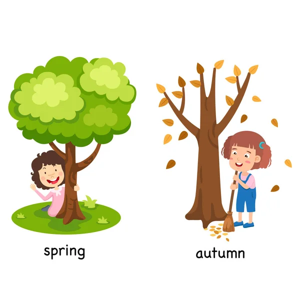 Oposto Primavera Outono Ilustração Vetorial — Vetor de Stock