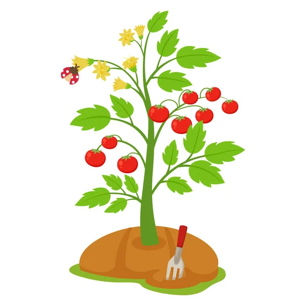 Tomatplantor Som Odlas Vit Bakgrund — Stock vektor