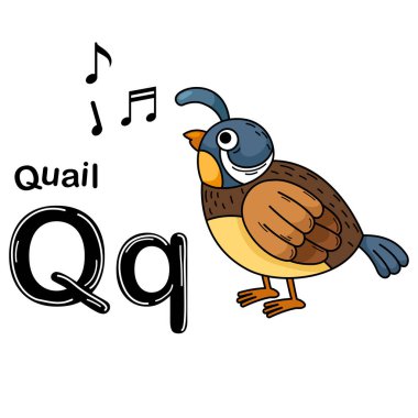 Resimlerde Ayrı Hayvanlar Alfabesi Q-Bıldırcın Harfi