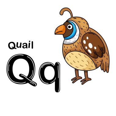 Resimlerde Ayrı Hayvanlar Alfabesi Q-Bıldırcın Harfi