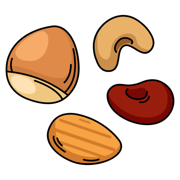 иллюстрация красочного белого цвета ореха на фоновом векторе