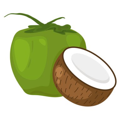 Beyaz arkaplanda hindistan cevizi çizimi