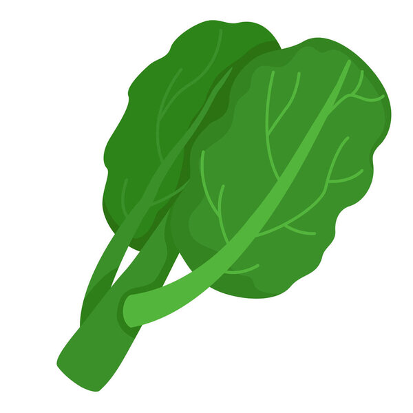 illustration of Kale on a white background