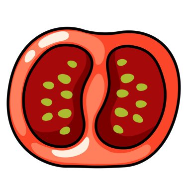 Arkaplan vektöründe renkli domates ana hatlarının gösterilmesiName