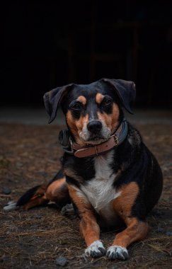 kahverengi at çiftliği 