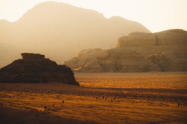 Bir grup yetişkin ve bebek deve. Annesi Ürdün 'de Wadi Rum' u keşfediyor.