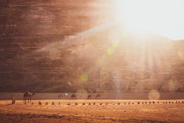 Grupa Dorosłych Dziecko Wielbłąd Jego Mama Zwiedzanie Wadi Rum Jordanii — Zdjęcie stockowe