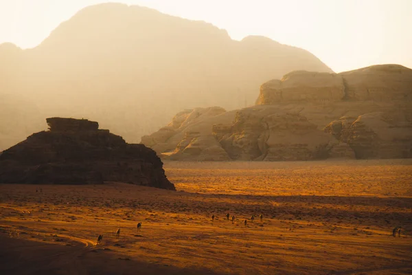 Grupa Dorosłych Dziecko Wielbłąd Jego Mama Zwiedzanie Wadi Rum Jordanii — Zdjęcie stockowe