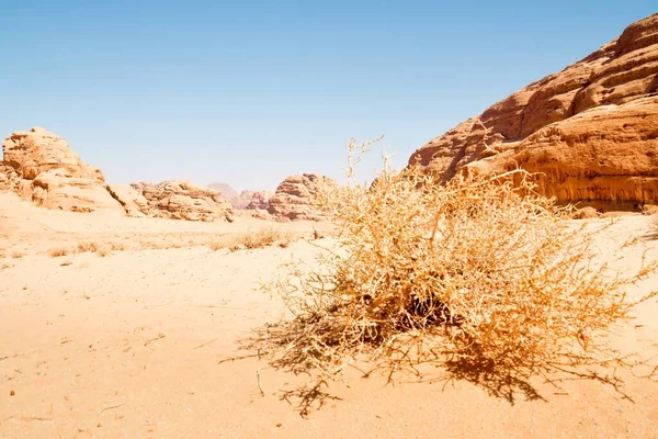 Rośliny Suchej Pustyni Wadi Rum Otoczony Unikalnych Formacji Skalnych Jasnym — Zdjęcie stockowe