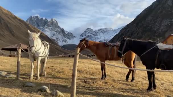 カズベリ国立公園の十田谷の牧草地のフィールドで美しい3頭の馬の白い茶色の黒いスタンドは 劇的な山の峰の背景 ハイキング ジュタ渓谷のパノラマ — ストック動画