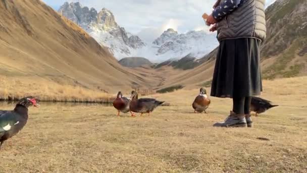 在哈萨克斯坦国家公园的朱塔山谷远足路线上 妇女们在五季著名的宾馆旅馆里喂鸭 格鲁吉亚旅游目的地和农村动植物养殖 — 图库视频影像