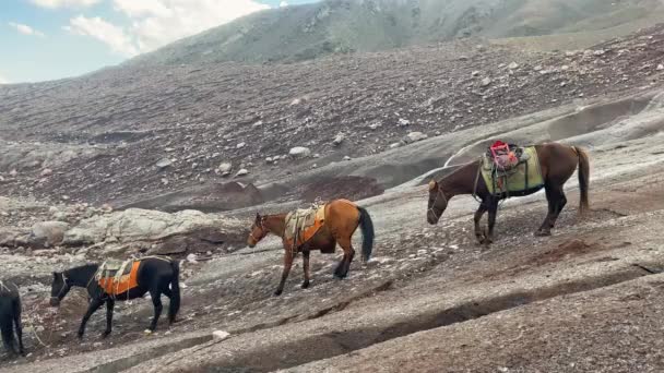 Три Коні Спускаються Вниз Крижаному Льодовику Гергеті Національному Парку Казбегі — стокове відео