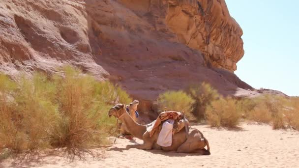 Dos Parejas Camellos Jordan Descansan Sobre Arena Caliente Hito Esperan — Vídeos de Stock